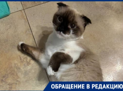 Могли выкинуть хозяева: породистую кошку с оторванной лапкой спасают в Волгограде 