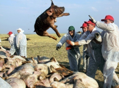 В Волгоградской области обнаружен новый очаг чумы свиней