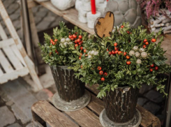 Яркая композиция даже зимой: какие живые цветы могут выдержать морозы в Волгоградской области
