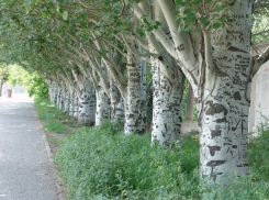 Волгоградские застройщики будут платить за спиленные деревья