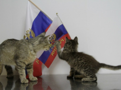 В Волгограде кошки-беженцы из Луганска ищут хозяев