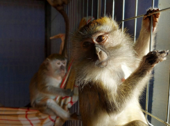 В автобусе из Астрахани волгоградские полицейские обнаружили трех обезъян 
