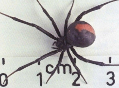 Каракурты наступают: смертельно опасные пауки появляются в Волгоградской области