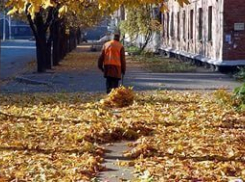 Из центра Волгограда вывезут 35 кубометров опавших листьев и укроют клумбы