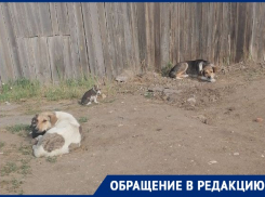 Собак видно даже со спутника: беспокойная жизнь на улице Спокойной в Волгограде