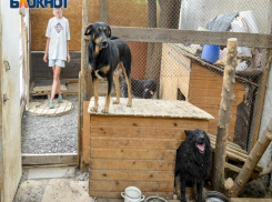 После публикации «Блокнот Волгограда» неравнодушные помогают приюту, который на улицу гонят чиновники