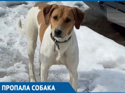 Найдена русская пегая гончая