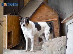 В помощи с переездом нуждается волгоградский приют с 41 животным, который чиновники гонят на улицу 