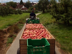 «Сады Придонья» получили иск на 4 млн от Росприроднадзора