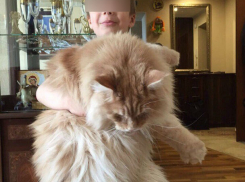 Волгоградцы продемонстрировали любимого кота весом 18 кг