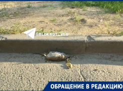 «Лежат трупы во дворах и по дороге в детский сад»: огромные крысы оккупировали Волгоград 