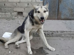 В Волгограде овчарку с переломанными лапами могут убить догхантеры