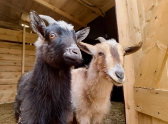 Две необычные козы поселились в центре Волгограда 