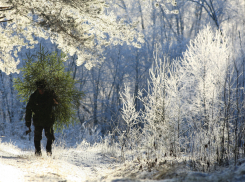 За вырубку елок волгоградцам грозит от 4,5 тысяч рублей штрафа до 2 лет тюрьмы