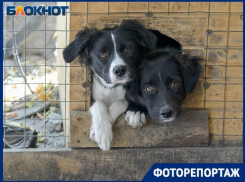 Больше 40 травмированных животных могут вышвырнуть из приюта в Волгограде