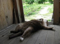 Настоящее лето пришло в Волгоград в День шиповника