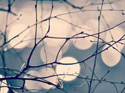 Мужчину изнасиловали веткой в Волгоградской области