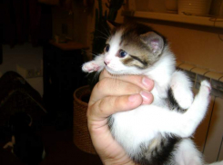 В Волжском пенсионерка спасает заживо похороненного котенка 