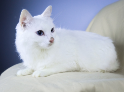 Белоснежную кошку с голубыми глазами спасли от смерти в Волгограде: ее история поражает