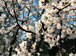 Перепадами температур от +33°С до +12ºС заканчивается неделя в Волгоградской области