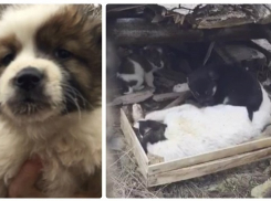 8 маленьких щенков умирают от голода рядом с мертвой мамой в Волгограде