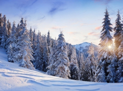 Незаконно срубленные сосны обойдутся волгоградцам в 6 тысяч рублей