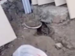 Крысы вырыли норы и обустроились на юге Волгограда – видео 