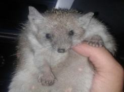 Волгоградец просит в соцсетях совета после укуса ежа