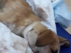  Щенку с огнестрельным ранением в челюсть отказались помогать в Волгограде, предложив усыпить