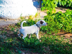 Изнуряющая жара вернулась в Волгоград