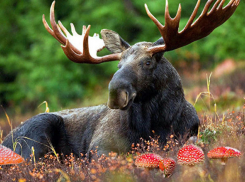 Трупом лося похвастался директор популярной волгоградской кулинарии