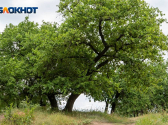 Сторонники сохранения дубовой рощи в Волго-Ахтубинской пойме готовят обращение в Минприроды
