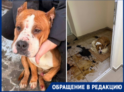 Ангел три дня умирал в страшных муках в луже крови и фекалий: волгоградцы требуют наказать живодера