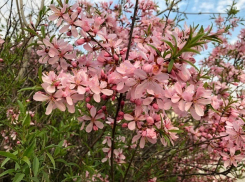 На Пасху волгоградцев ждут дожди и грозы