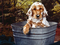 Почти два месяца просидевшим без горячей воды волгоградцам вернут ее сегодня