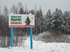  ﻿В преддверии Нового года живым елкам в Волгоградской области усилили охрану