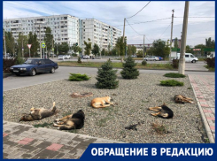 Стая бродячих собак кошмарит жителей микрорайона в Волжском: искусали девушку и разорвали котенка