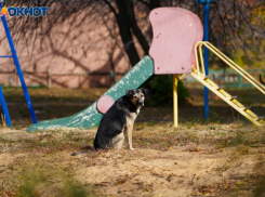 На операционный стол после нападения собак попал школьник под Волгоградом