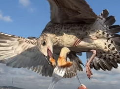 «Повелительница упитанных чаек»: волгоградка Ирина Дубцова удивила фееричным видео