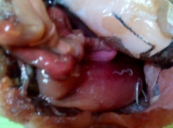 Волгоградка купила в гипермаркете рыбу с паразитами