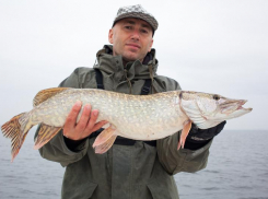 Хищная пора пришла в Волгоградскую область