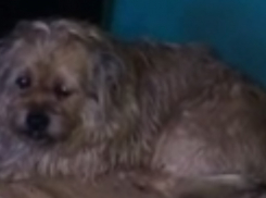 Волгоградский «Хатико» два года живет под дверью умершего хозяина 