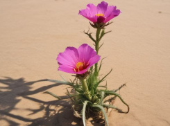 Волны аномальной засухи накрыли Волгоградскую область 
