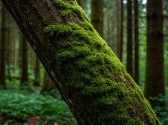 Оборвал этот мох - готовь миллион: о необычных лесных «прилипалах» предупредили волгоградцев