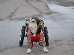 Волгоградской собаке-инвалиду ищут хозяина Митя Фомин и певица Ёлка