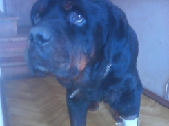 Из волгоградского приюта забрали старейшего больного ротвейлера