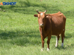 Объявлен карантин: зараженного смертельно опасным вирусом нашли под Волгоградом
