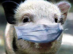 В Жирновском районе выявлен вирус АЧС