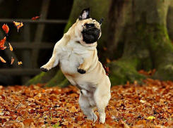 Тепло и безветренно в Волгоградской области