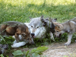 Охота на волка и шакала официально началась в Волгоградской области